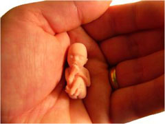 11 weeks pregnant what baby looks like