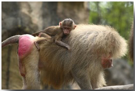 baboon with baby