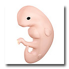 6 weeks pregnant embryo