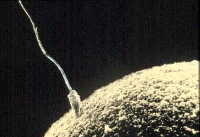 3 weeks pregnant conception