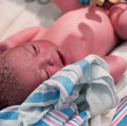umbilical cord
