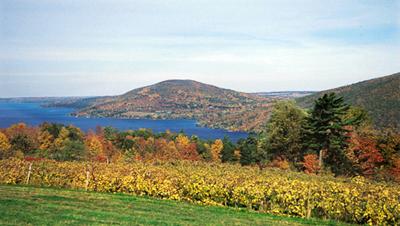 Canandagua Lake WineYard