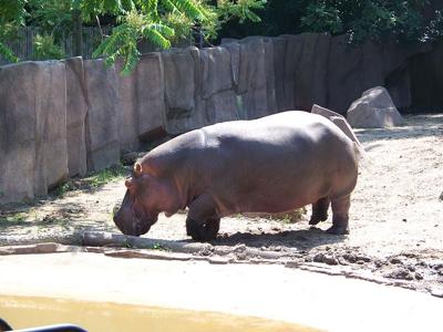 Happy hippo at Milwaukee County Zoo