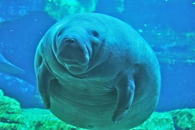 A Manatee At Sea World