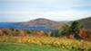Canandagua Lake WineYard