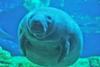 A Manatee At Sea World