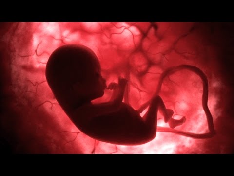 Life Before Birth - In the Womb