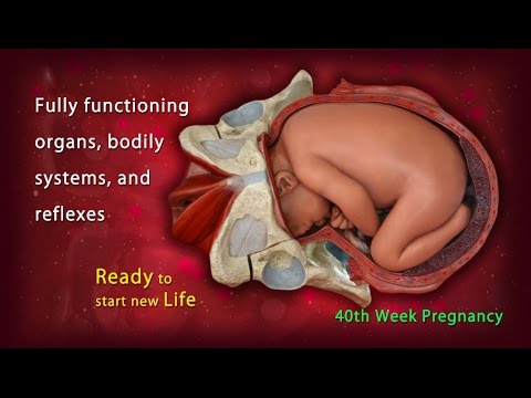 40 Weeks Pregnant: Your Baby is Now Ready For Delivery