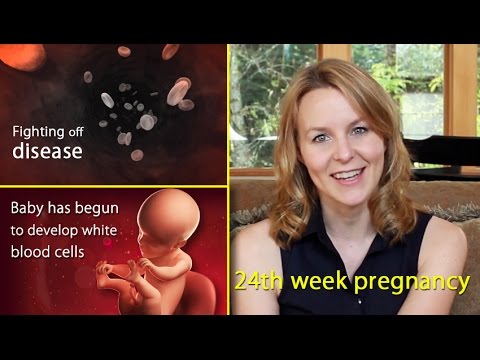24 Weeks Pregnant: Watch the Growth of Your Baby this Week