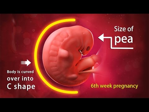 6 Weeks Pregnant: A Complete Guide on Fetal Development