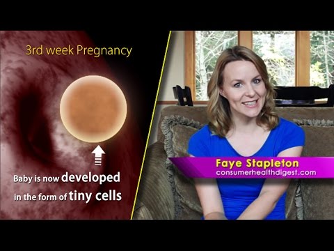 3 Weeks Pregnant: See Your Baby’s Development