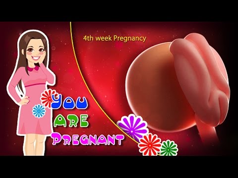 4 Weeks Pregnant: The Beginning of the Embryonic Period