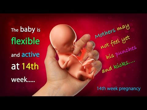 14 Weeks Pregnant: How Big is Your Baby this Week?