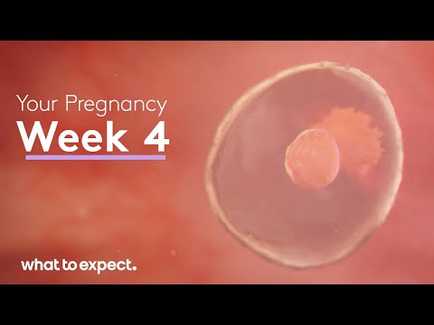4 Weeks Pregnant - What to Expect