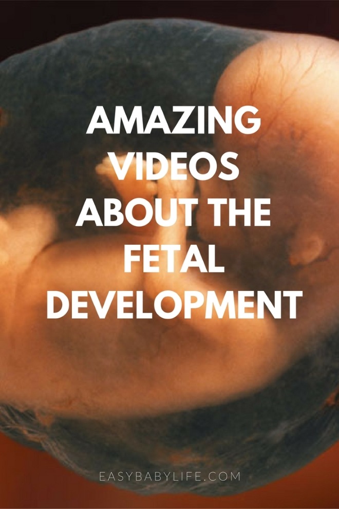 fetal development videos