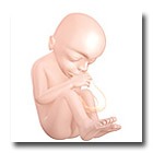20 weeks pregnant fetus