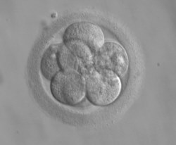 Embryo 8 cells day 3