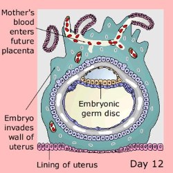 embryo at 4 weeks pregnant