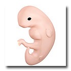 Human embryo 6 weeks pregnant
