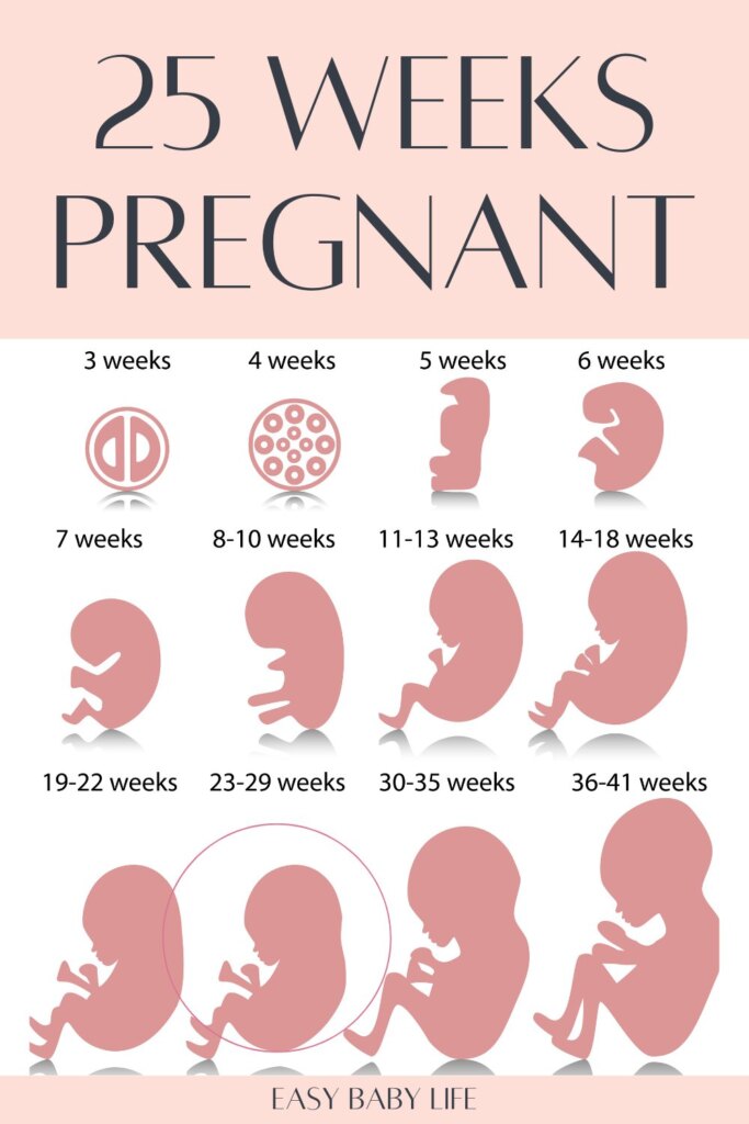 25 weeks pregnant facts