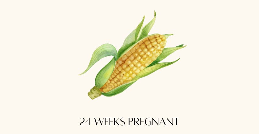 24 weeks baby fruit size