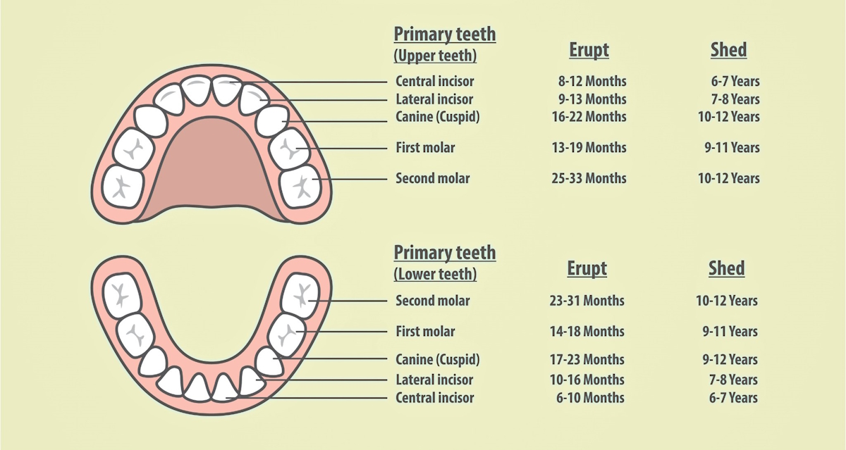 chart of primary teeth eruption
