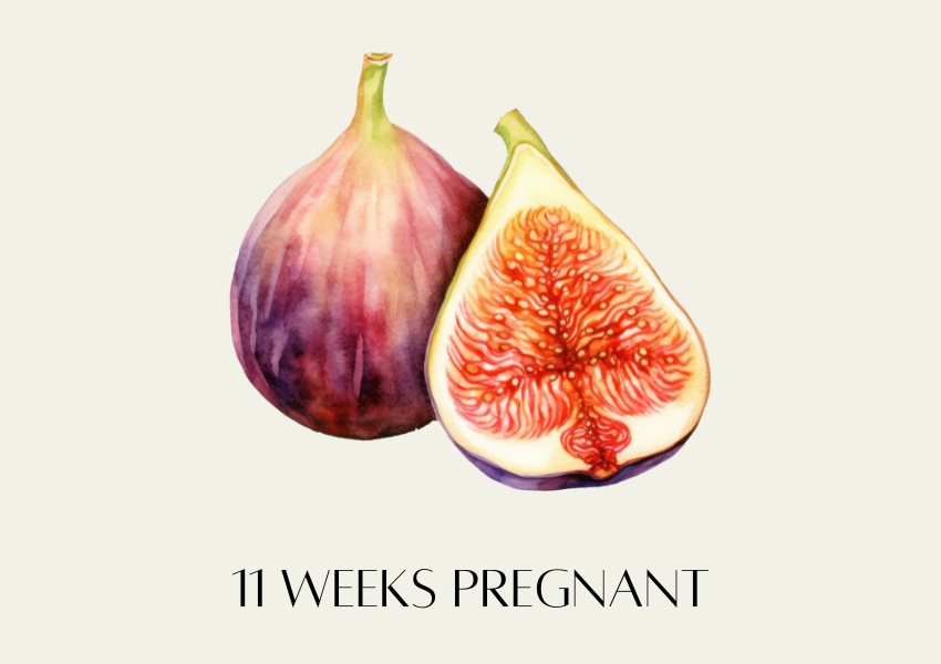 baby fruit size pregnancy week 11 fig