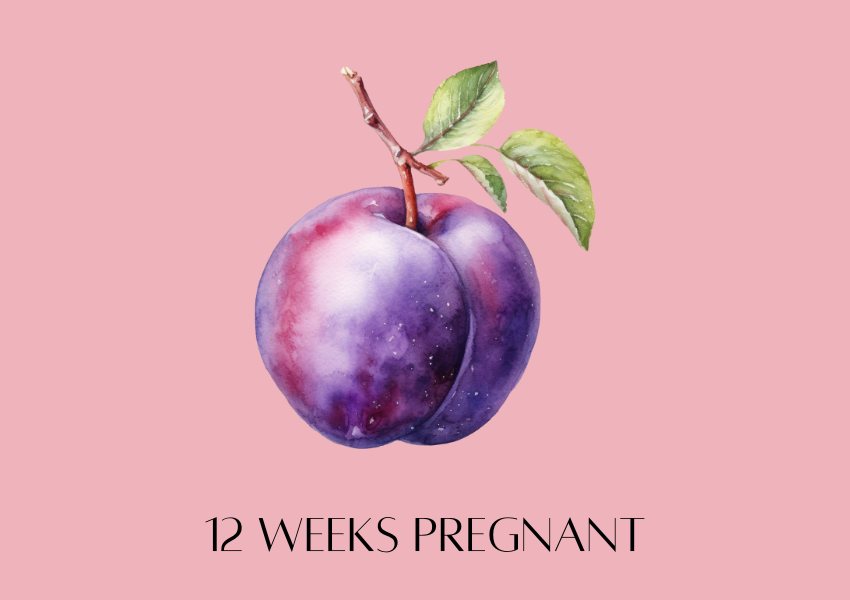 baby fruit size pregnancy week 12 plum