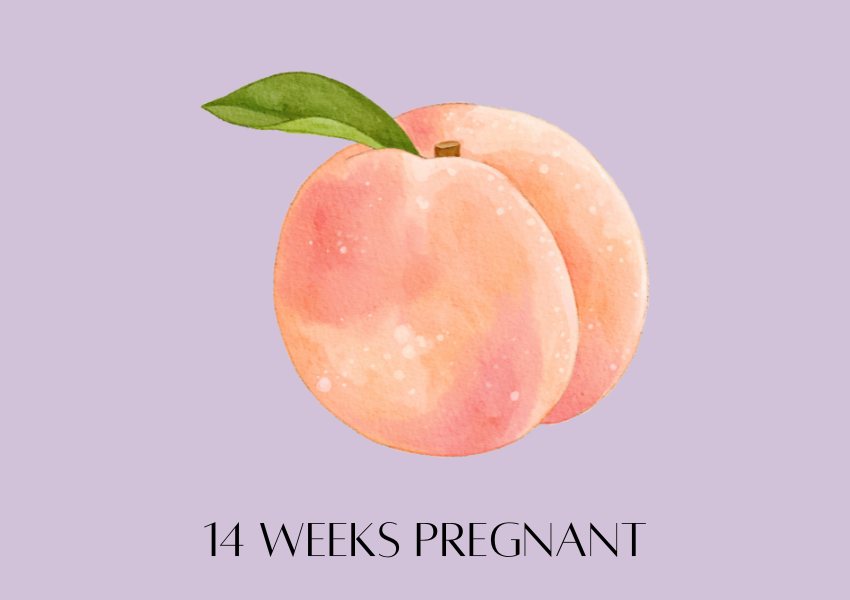 baby fruit size pregnancy week 14 peach