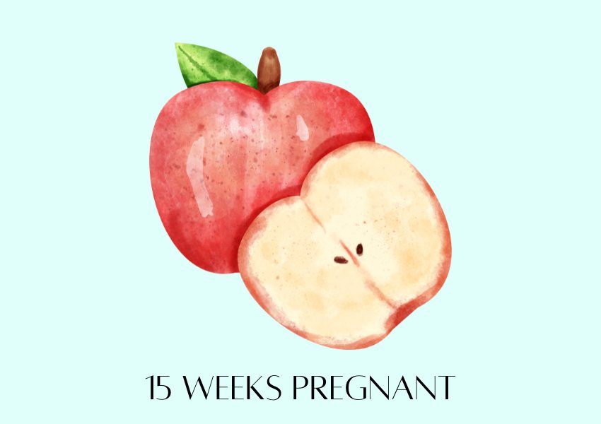 baby fruit size pregnancy week 15 apple