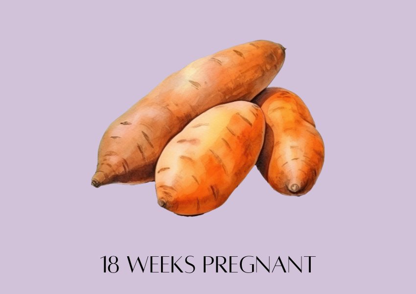 baby fruit size pregnancy week 18 sweet potatoe