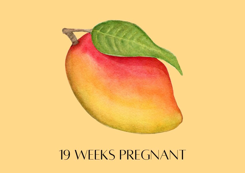 baby fruit size pregnancy week 19 mango
