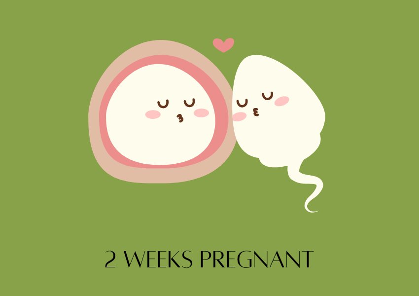 baby size in fruits 2 weeks pregnant