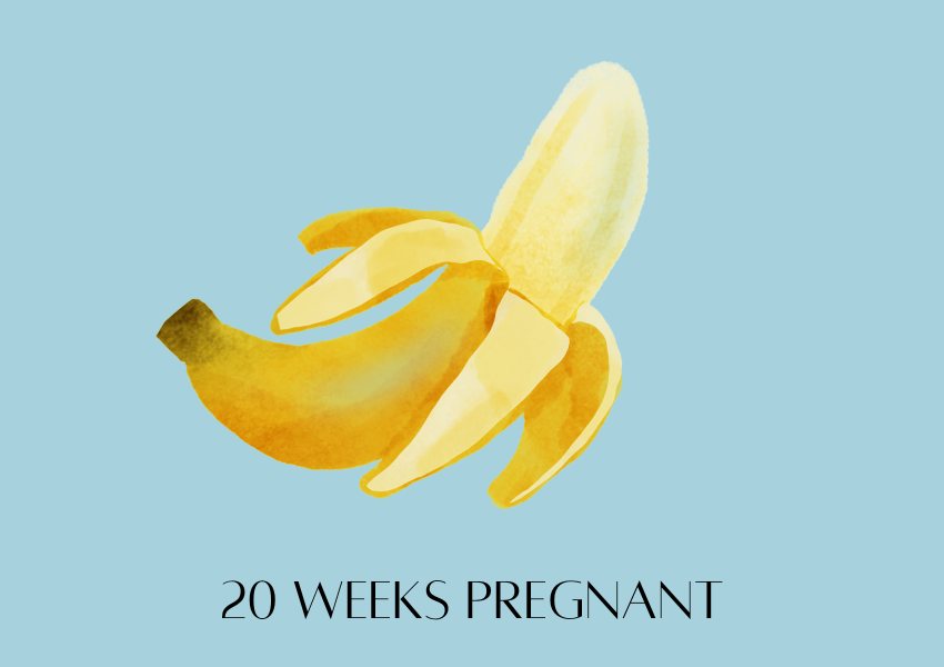baby fruit size pregnancy week 20 banana