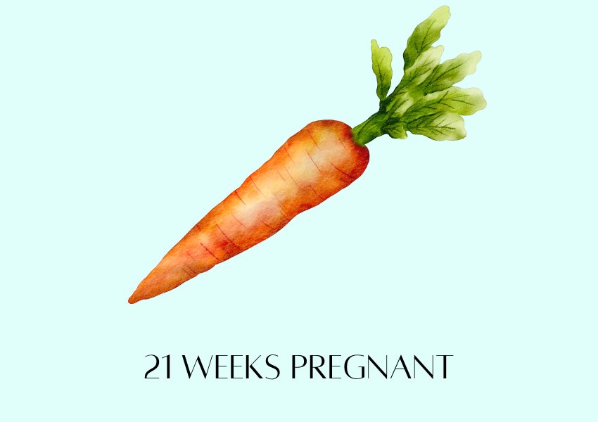baby fruit size pregnancy week 21 carrot