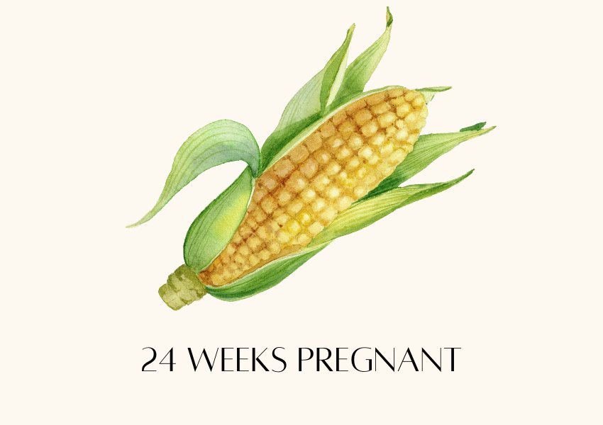 baby fruit size pregnancy week 24 ear of corn