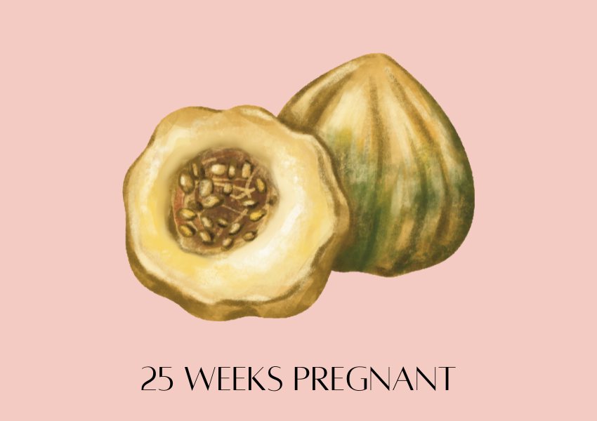 baby fruit size pregnancy week 25 acorn squash