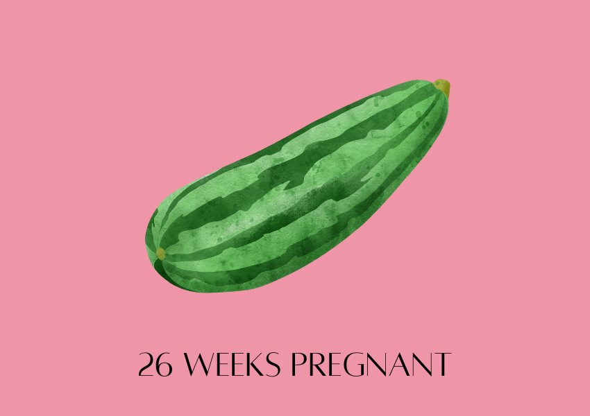 baby fruit size pregnancy week 26 zucchini