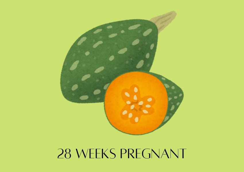 baby fruit size pregnancy week 28 kabocha melon