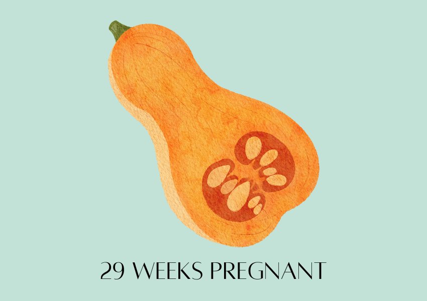 baby fruit size pregnancy week 29 butternut pumpkin