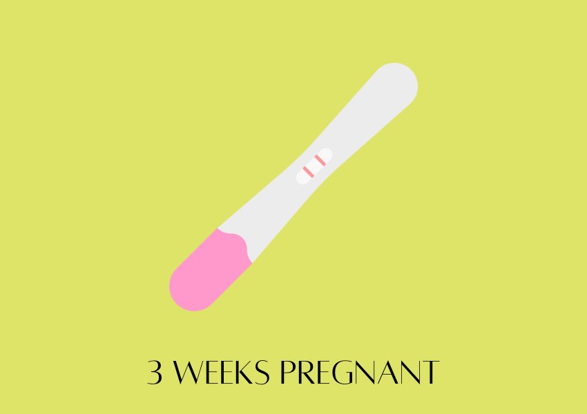 baby fruit size pregnancy week 3
