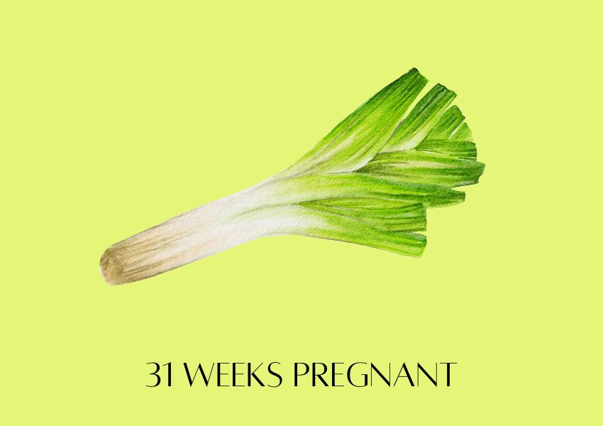 baby fruit size pregnancy week 31 leek
