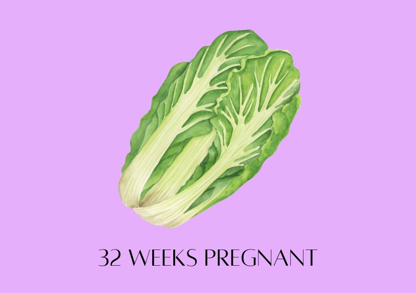 baby fruit size pregnancy week 32 napa cabbage