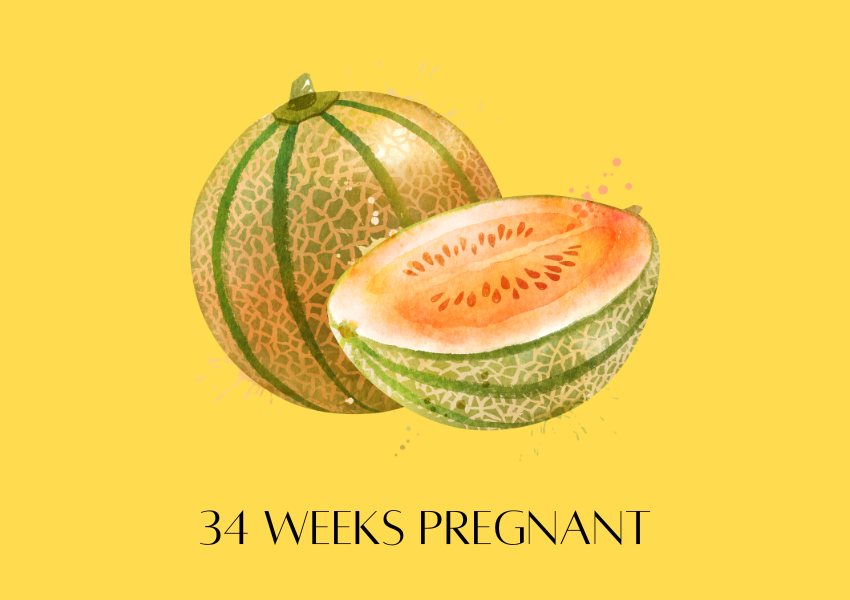 baby fruit size pregnancy week 34 cantaloupe