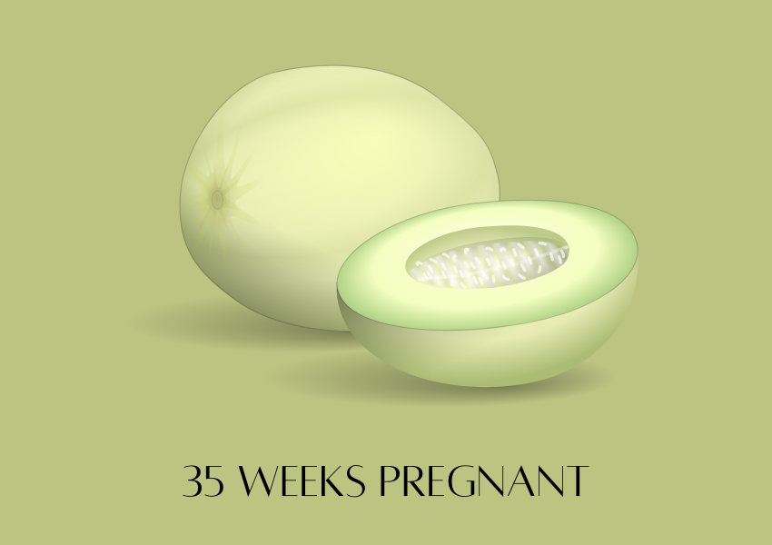baby fruit size pregnancy week 35 honeydew melon