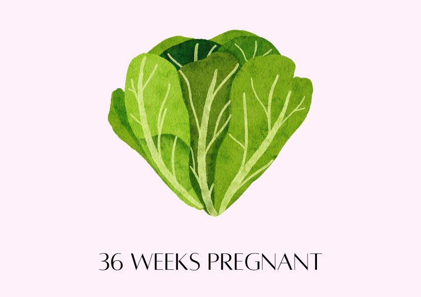 baby fruit size pregnancy week 36 romaine lettuce