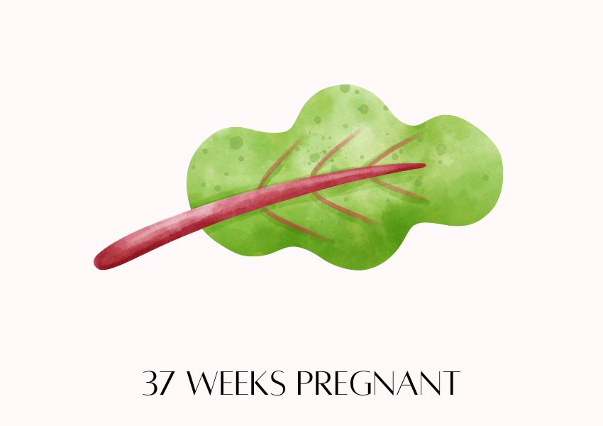 baby fruit size pregnancy week 37 swiss chard