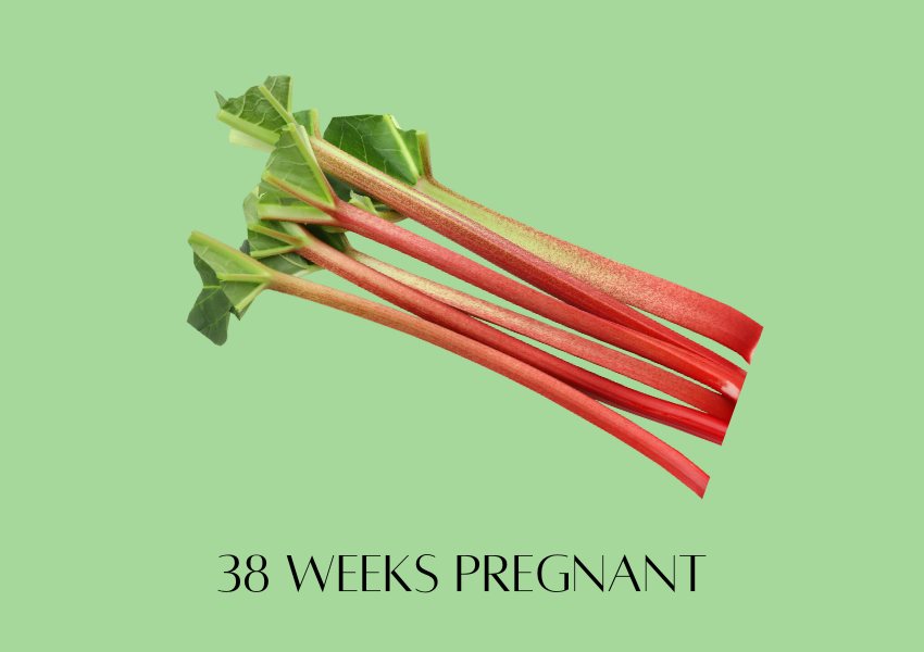 baby fruit size pregnancy week 38 rhubarb