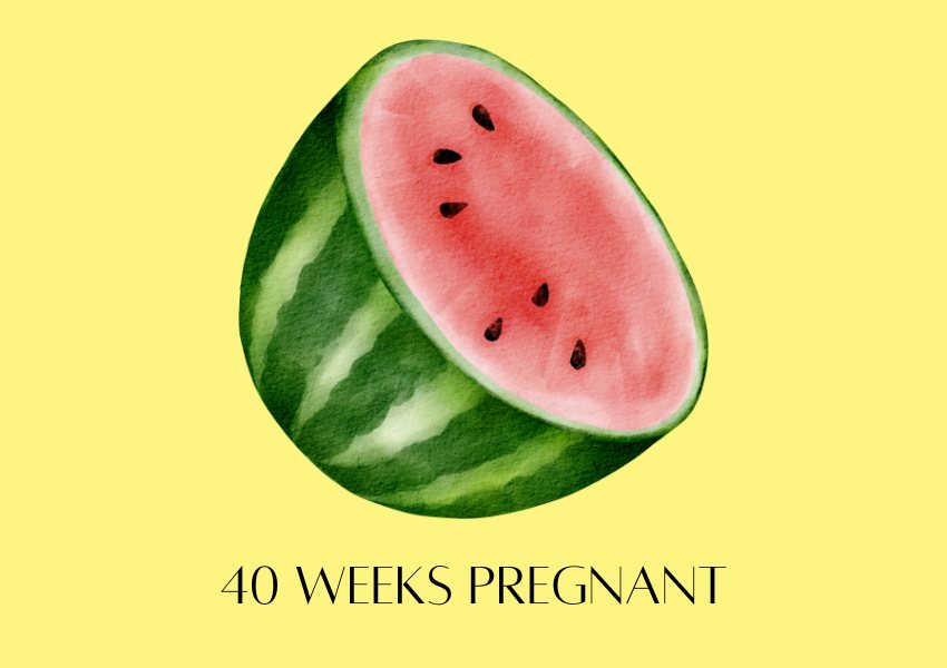 baby fruit size pregnancy week 40 water melon 