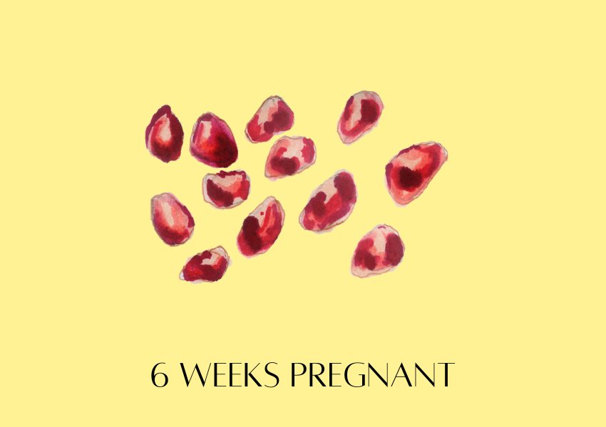 baby fruit size pregnancy week 6 pomgranate seed